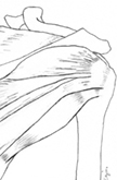 posterior_shoulder_thumb
